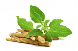ashwagandha-250x166 ashwagandha-250x166