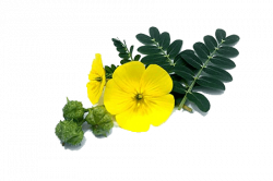 tribulus-terrestris-250x166 tribulus-terrestris-250x166