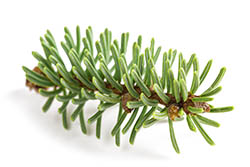 Extrait de branches de sapin blanc - Belinal® Extrait de branches de sapin blanc - Belinal®